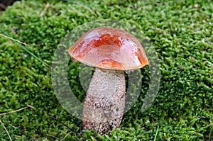 Wet red cap scaber stalk mushroom on moss