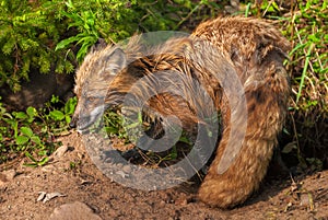 Wet Red Fox Vixen Vulpes vulpes