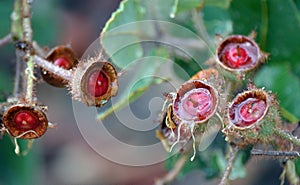 Wet, red gum tree nuts of Angophora hispida