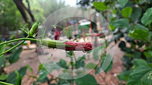 wet red hibiscus flower bud with waterdrops