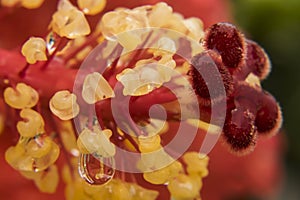 Wet red hibiscus stamen after rain