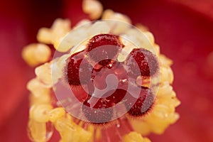 Wet red hibiscus stamen after rain