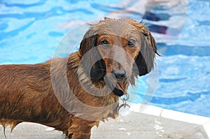 Wet Red Long-Haired Dachshund