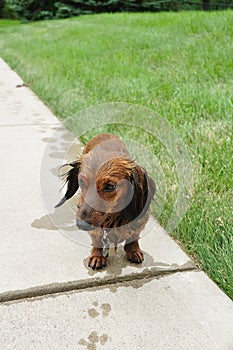 Wet Red Long-Haired Dachshund