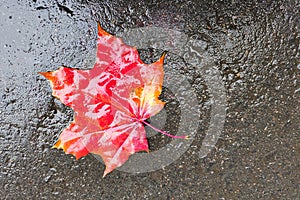 Wet red maple leaf on the road. The concept of autumn.