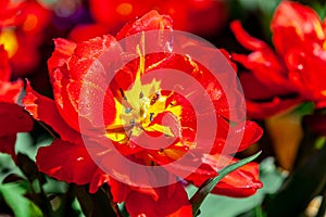 Wet Red open tulip closer