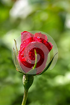Wet red rose in rainy day