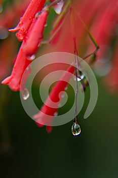 Wet red tiny tropical flowers after rain with flow down water drops with reflection inside on dark green blur background, macro.