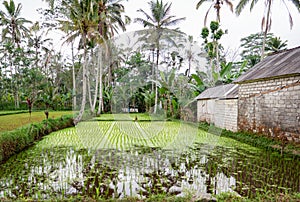 Wet rice field and tall palm trees next to a tiled building in Bali
