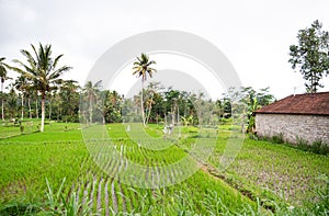 Wet rice fields and palm trees in Bali