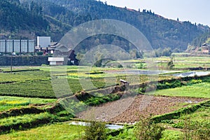 wet rice fields and tea plantation in Chengyang