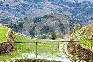 wet rice paddy in Dazhai village in spring