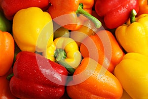 Wet ripe colorful bell peppers as background