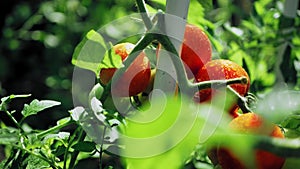 Wet ripe red tomatoes on green bush  ready to harvest, selective focus 4k video