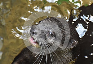 Wet River Otter With His Head Out of the Water