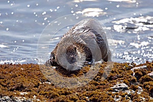 Wet river otter rubs its chin on seaweed covered rocks as it emerges from the sea