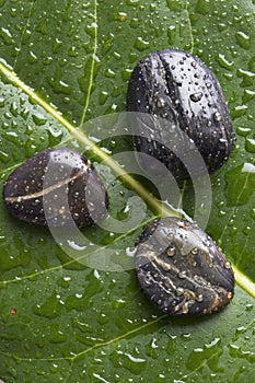 Wet river rocks