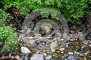 Wet river rocks and green plants.