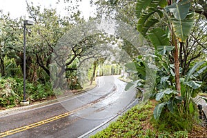 Wet Road Curving Through Tropics