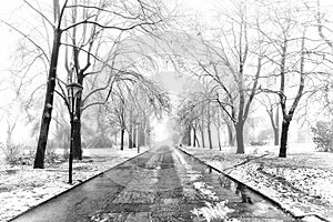 Wet road and trees in snow black white