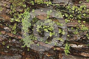 Wet rock face with plants