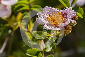 Wet rock flower. After the storm.