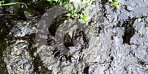 Wet Rock texture with Leaves