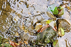 Wet Rocks and Fallen Leaves in a Shallow River