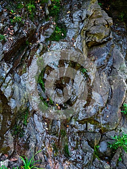 wet rocks with green moss