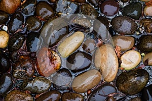 Wet Rocks in Vancouver Winter