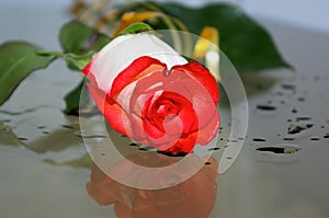 Wet rose