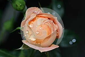 Húmedo rosas brote 
