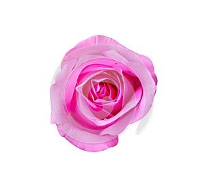 Wet rose pink flower single isolated on white background , clipping path