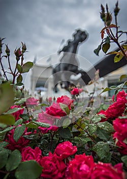 Wet Roses and Barbaro Statue photo
