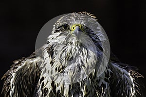 Wet and ruffled Saker falcon