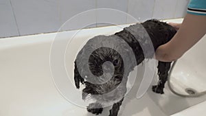 A wet, sad black dog stands in a white tub while a woman washes it and pours water from the shower. Close-up. 4K