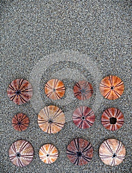 Wet sand background with colorful sea urchins, space for typing