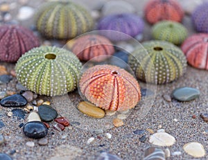 Wet sand beach and colorful sea urchins close up