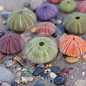 Wet sand beach and colorful sea urchins close up