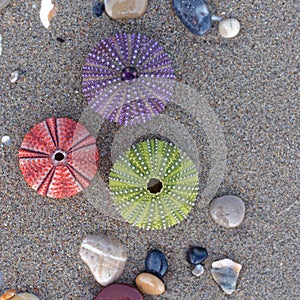 Wet sand beach and colorful sea urchins close up top view