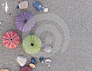 Wet sand beach and colorful sea urchins close up top view