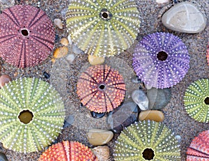 Wet sand beach and colorful sea urchins close up top view