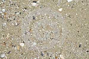 Wet sand with shell at beach coastline texture background.summer
