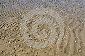 wet sand with shells and rocks at beach or coast