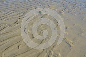 wet sand with shells and rocks at beach or coast