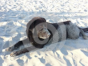 Wet sandy dog