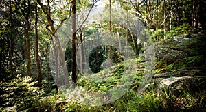 Wet sclerophyll forest in the Jamison Valley, Blue Mountains, NSW, Australia