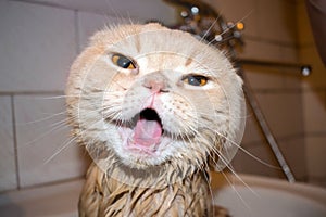 Wet Scottish Fold cat during bathing. Funny cream cat with folded ears screams sitting in the bathroom. Domestic Cat bath