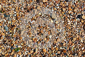 Wet sea shells and small pebbles on a beach