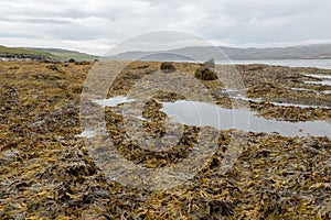 Wet seaweed kelp surface close up at low tide